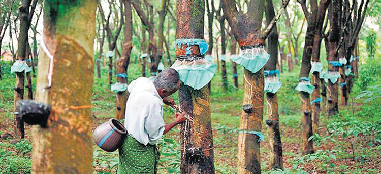 Boosting India's Rubber Industry