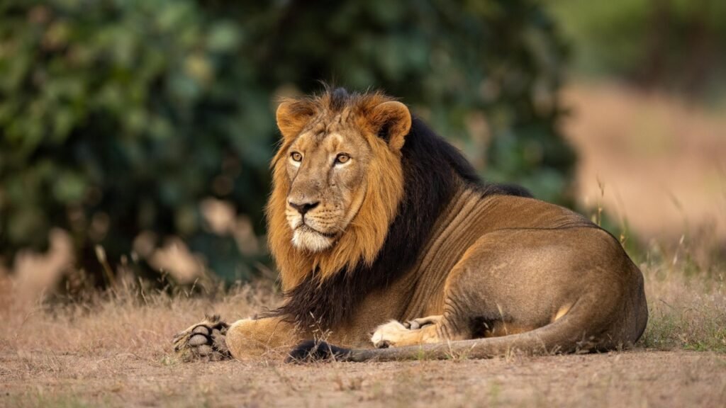 Lions Out of the Woods
