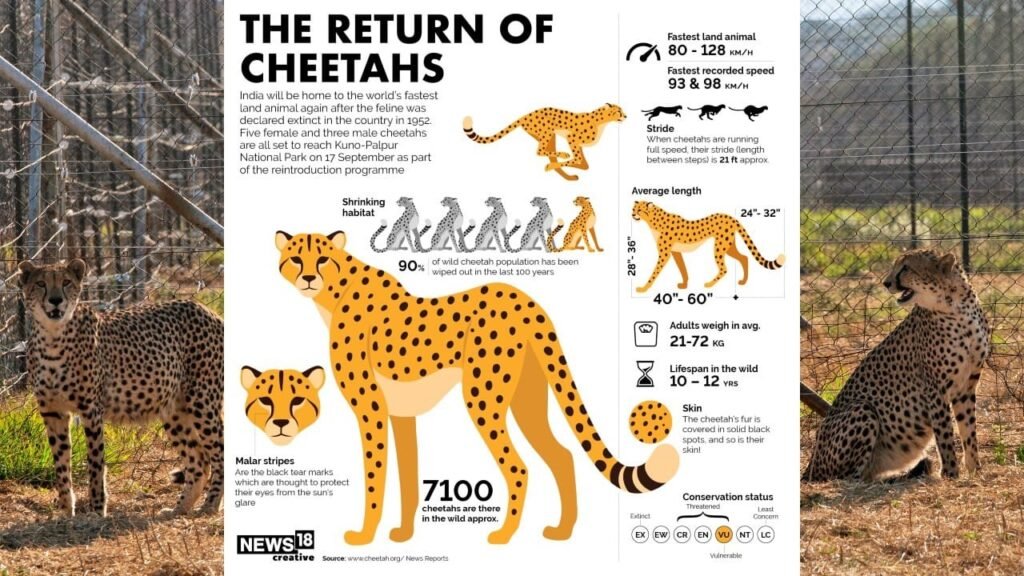 A Boost to India’s Cheetah Project