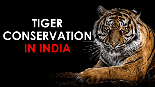 State of the Ungulates and Tiger Conservation