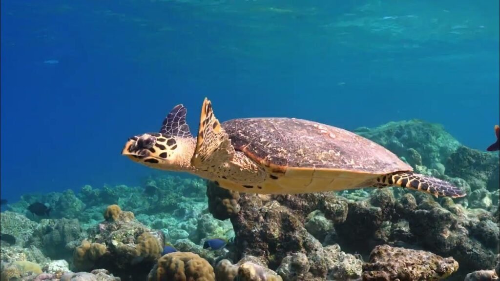 The Olive Ridley Return: A Conservation Success on India’s West Coast