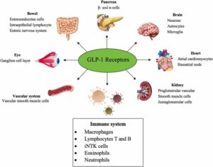 GLP-1 Drugs and the New Frontier of Brain Inflammation