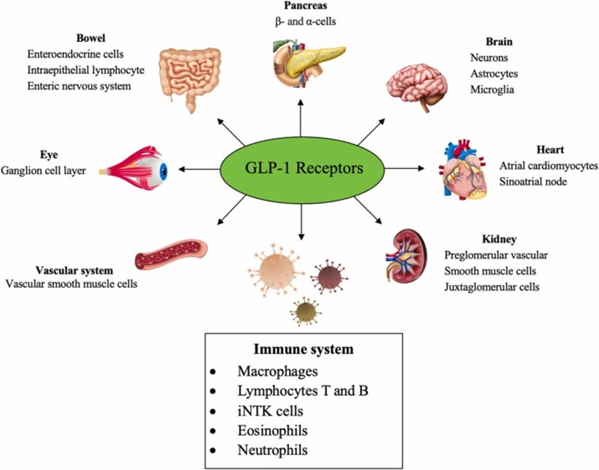 GLP-1 Drugs and the New Frontier of Brain Inflammation