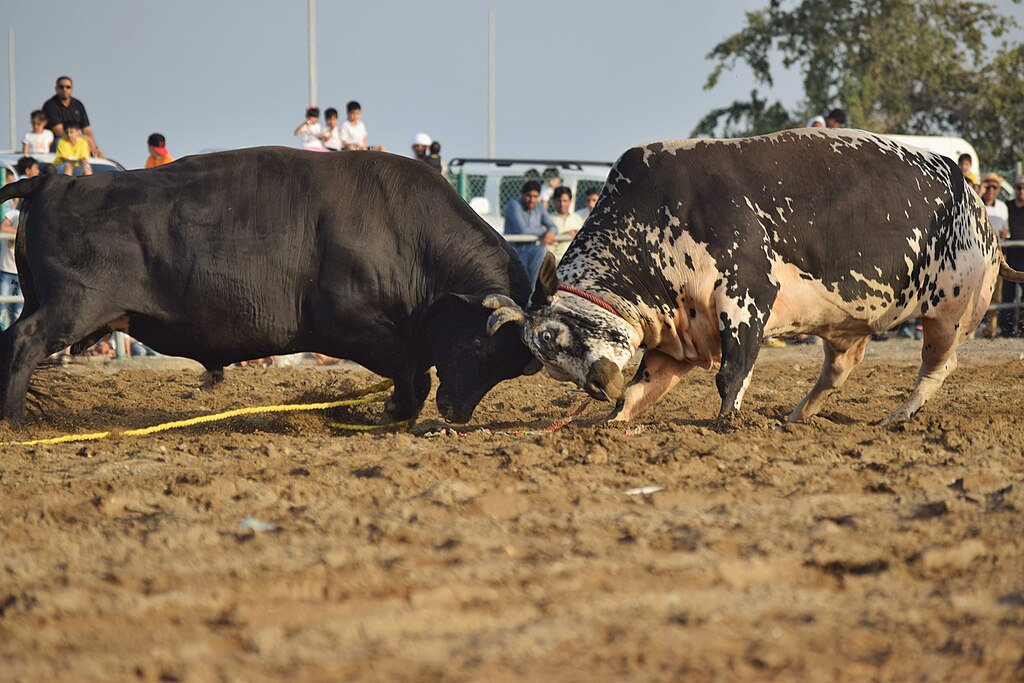 Dhirio: Goa’s Traditional Bullfights