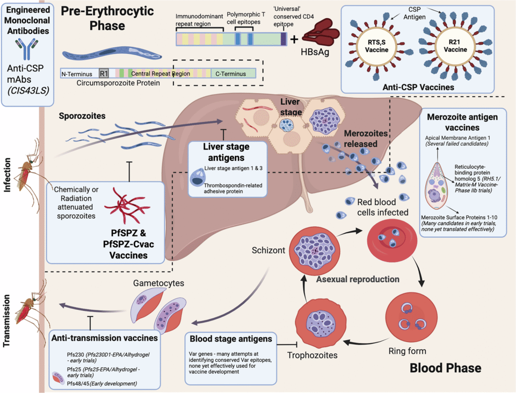 India’s New Hope in Malaria Vaccine Development