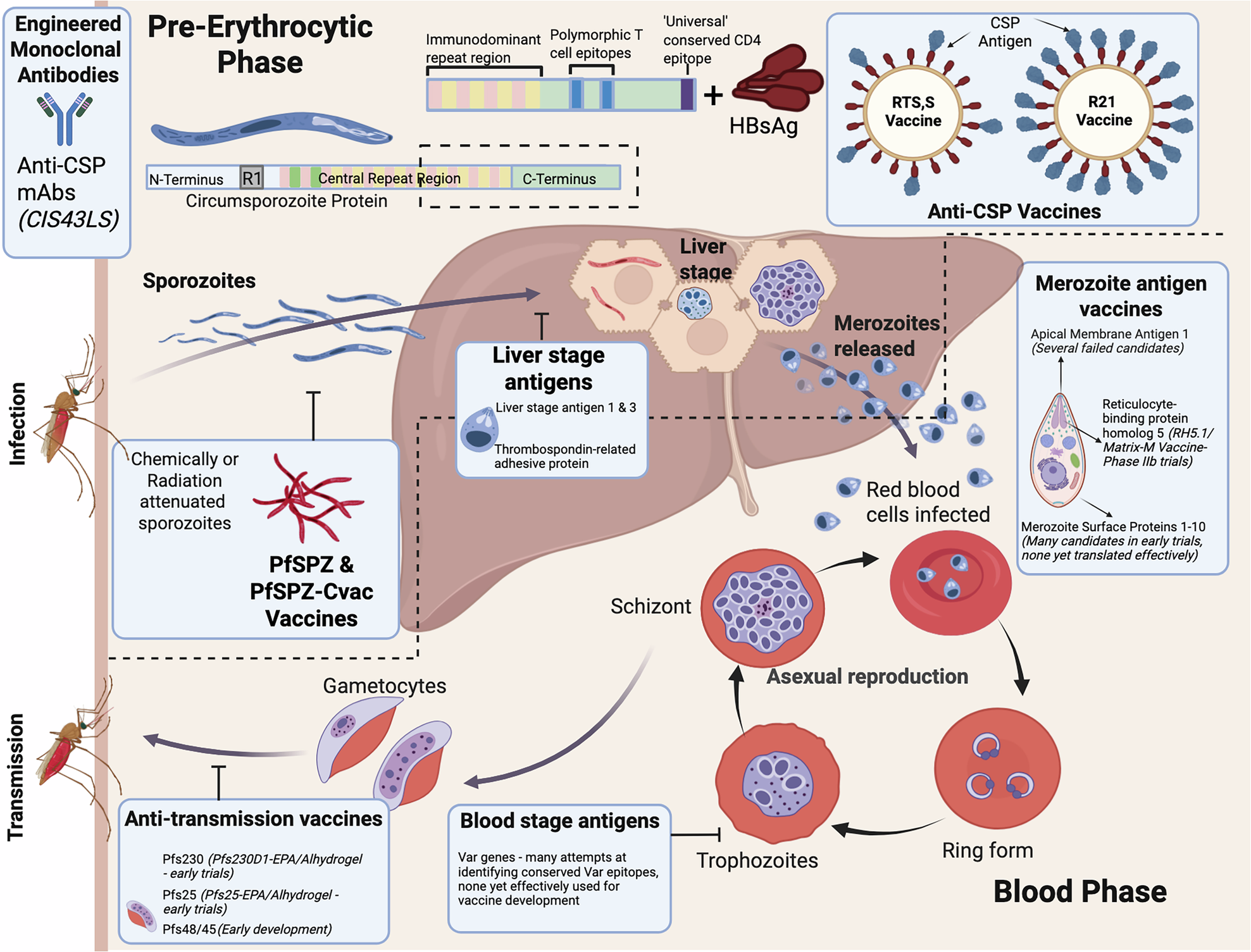 India’s New Hope in Malaria Vaccine Development