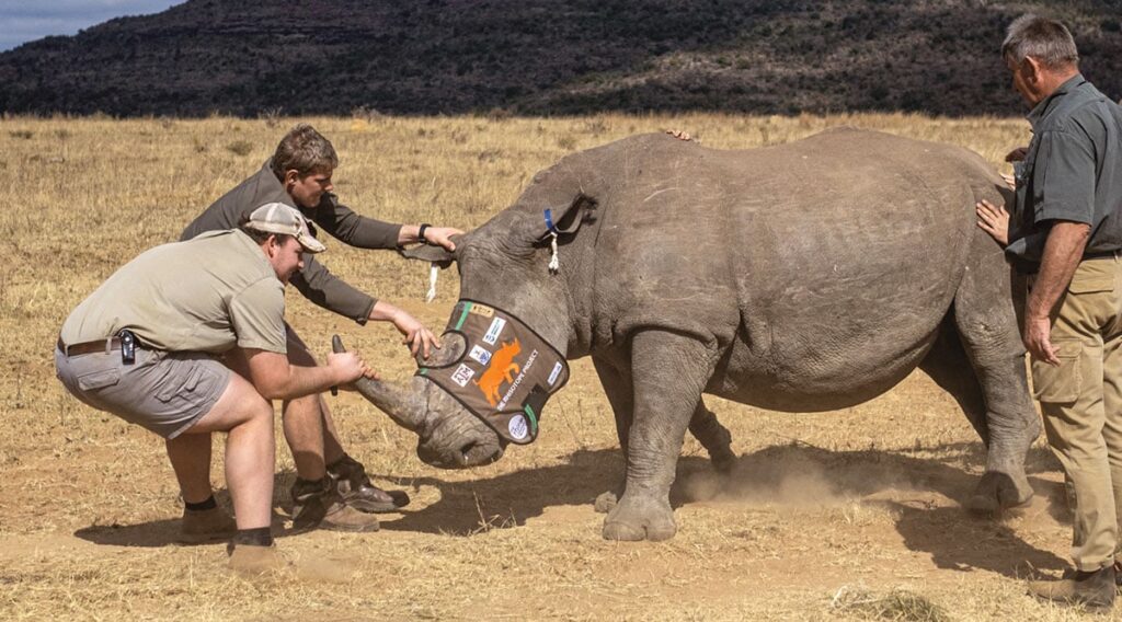 Save Rhinos by Giving Them Radioactive Horns